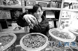 春節臨近冬蟲(chóng)夏草價(jià)格瘋漲 600元一克貴過(guò)黃金