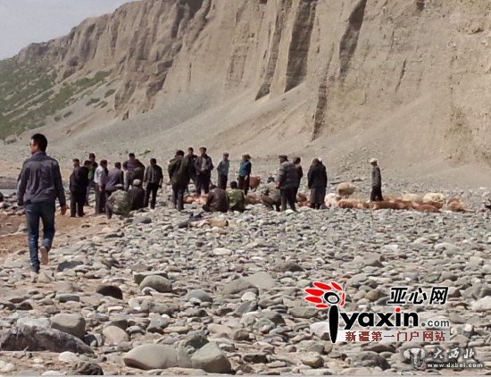 領(lǐng)頭羊墜崖羊群跟著(zhù)跳下 新疆呼圖壁兩兄弟損失59只羊 領(lǐng)頭羊墜崖羊群跟著(zhù)跳下 新疆呼圖壁兩兄弟損失59只羊
