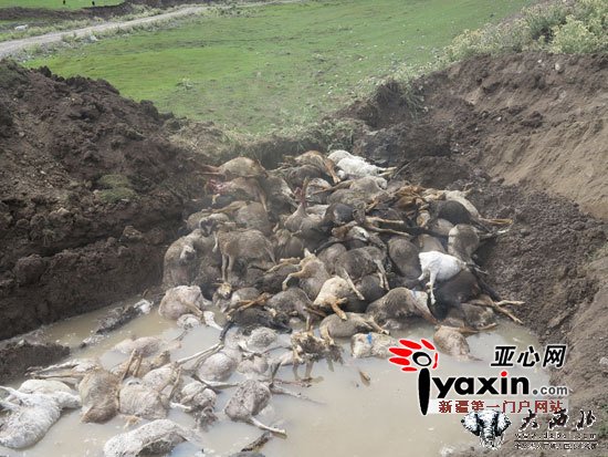 新疆昭蘇縣強降雨致2494只羊慘死于洪水