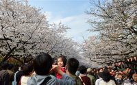 專(zhuān)家：日本櫻花盛會(huì )或將消失