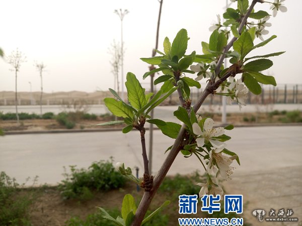 春到塔克拉瑪干沙漠腹地：梨花 杏花競相綻放