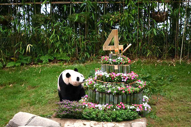 動(dòng)物園蛋糕獻禮  大熊貓愛(ài)寶樂(lè )寶韓國慶生 