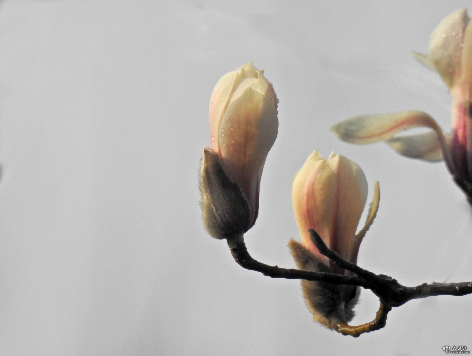 蘭州濱河路玉蘭花開(kāi)俏