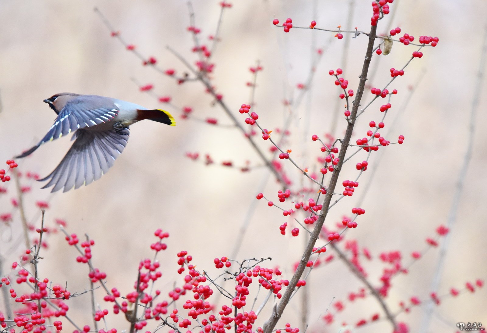 難得一見(jiàn)太平鳥(niǎo)現身蘭州植物園