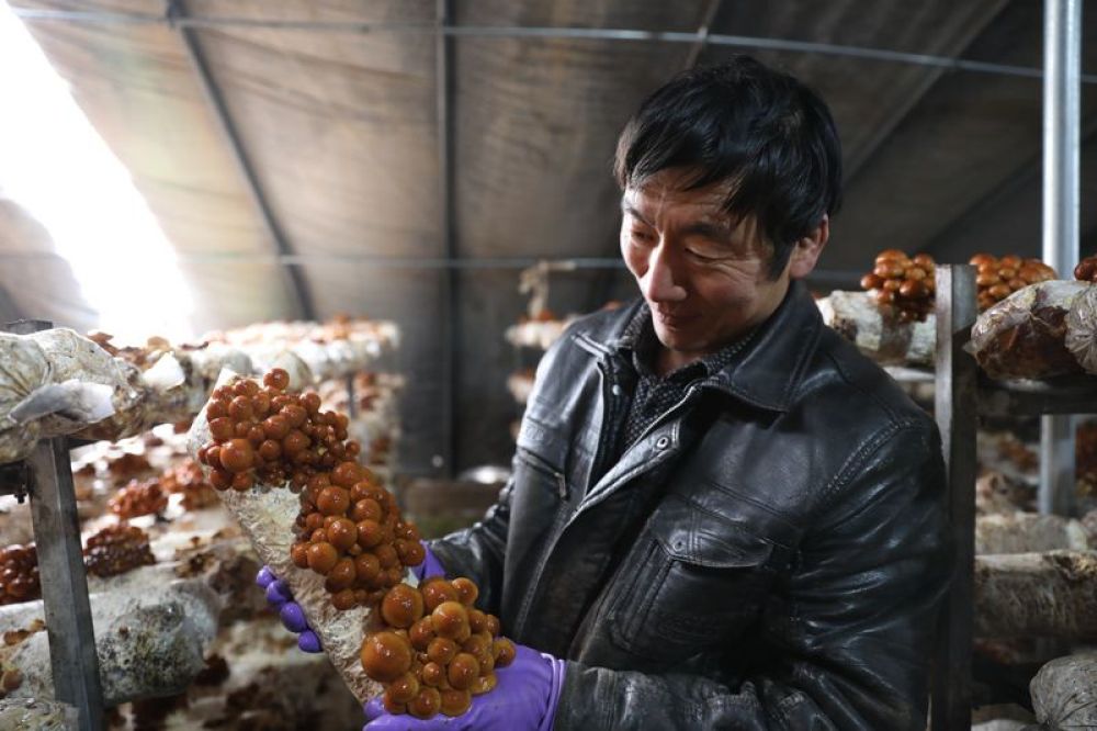 祁連山下食用菌產(chǎn)業(yè)示