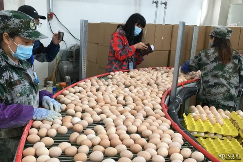 甘肅禮縣：“一扶一帶