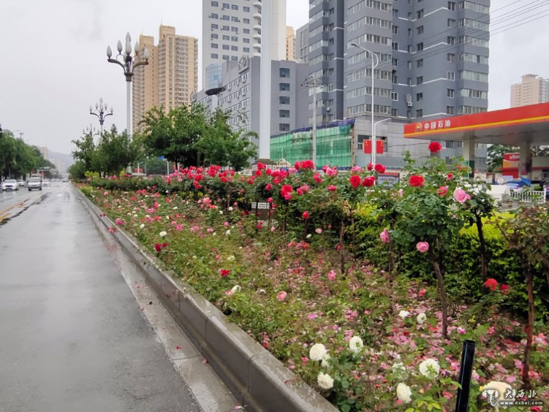 提升綠化景觀(guān) 蘭州安寧