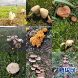 “越鮮艷越有毒”？野