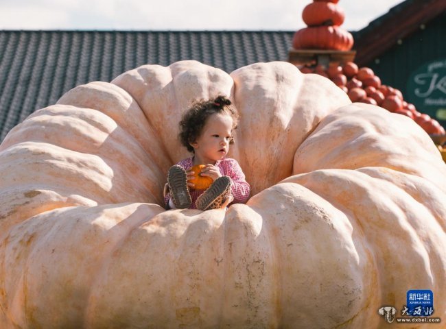 德國：南瓜稱(chēng)重趣味多