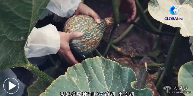 河西走廊地區外繁制種