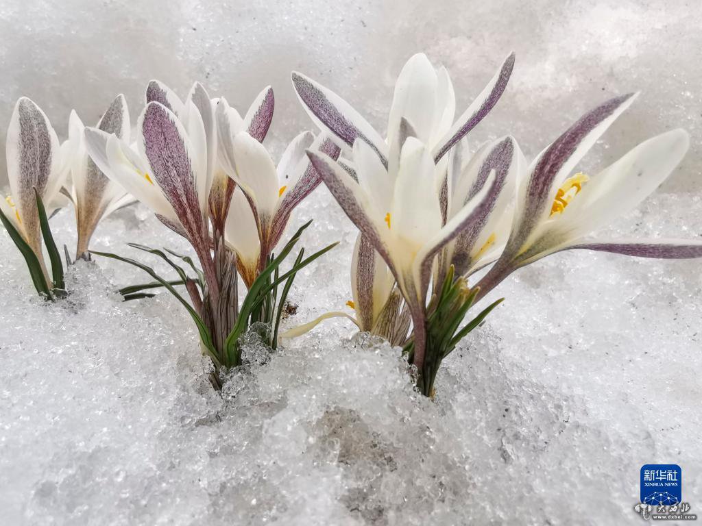新疆：頂冰花破雪綻放