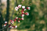 榆中縣高崖鎮裴家岔村