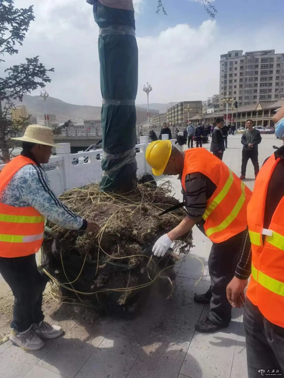 卓尼：西湖柳綠了洮河