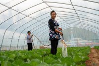 成縣：蔬菜產(chǎn)業(yè)助農增