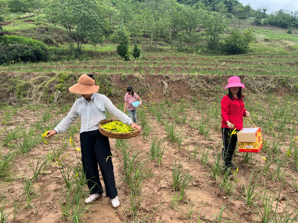 成縣：“小黃花”成為