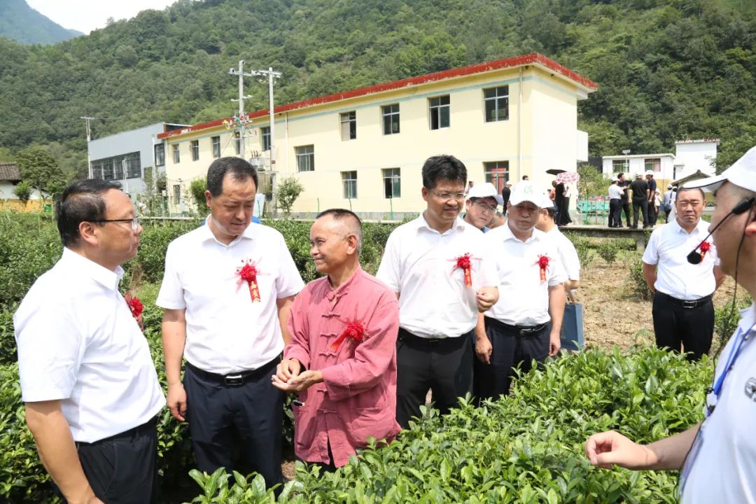 2022年隴南市夏秋茶新工