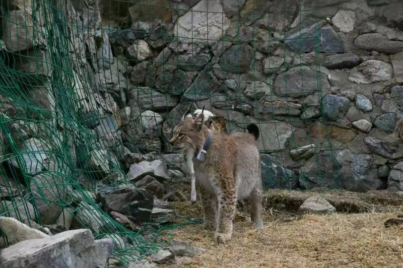 被救護猞猁在青海野化