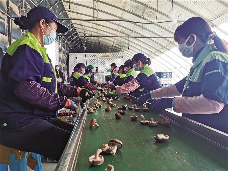 蘭州新區食用菌香菇首