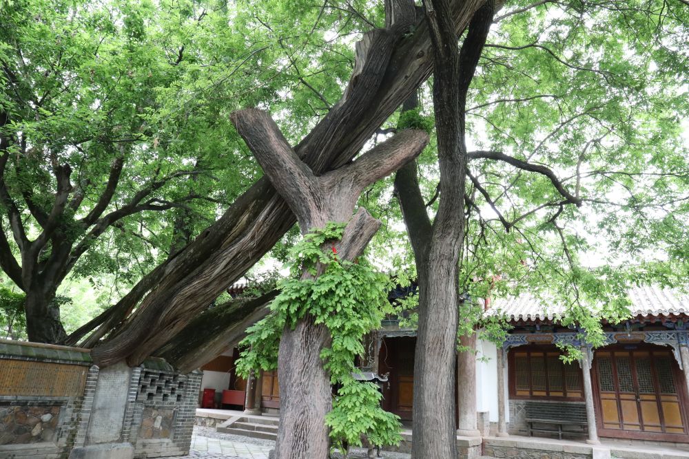 天水千年古樹(shù)的“青春