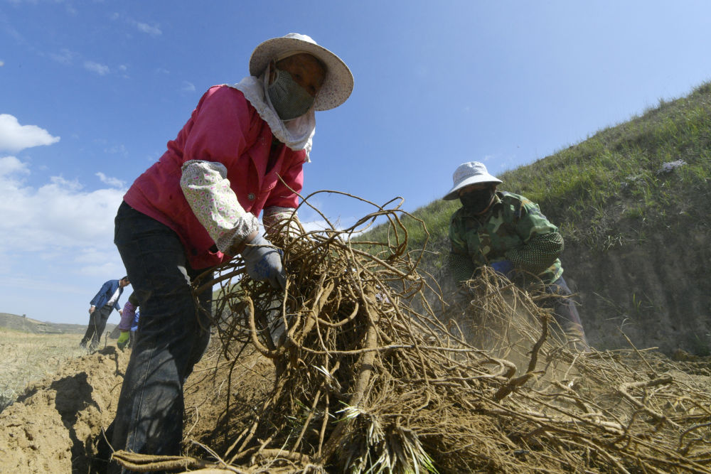 榆中縣北山地區藥材采