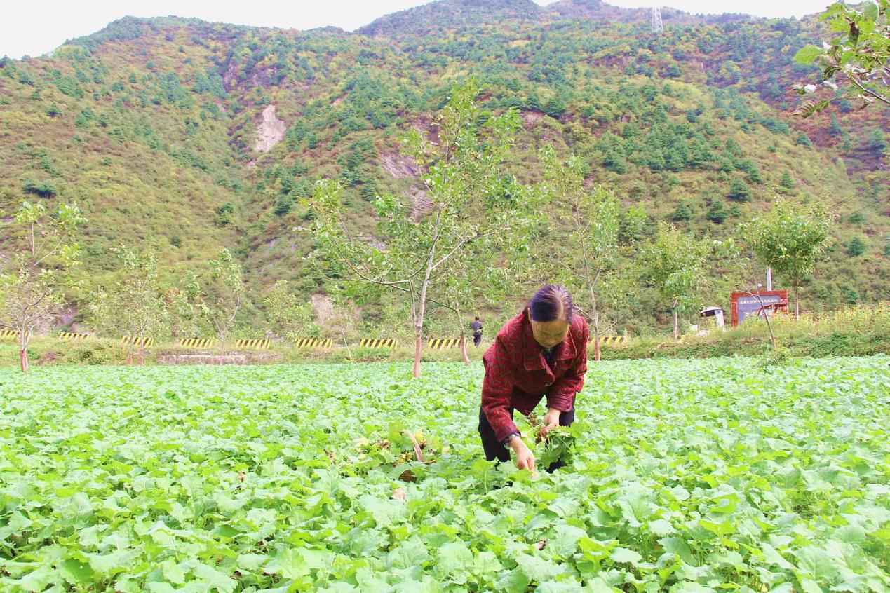 成縣黃渚鎮：荒地變“