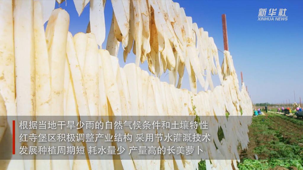 寧夏紅寺堡：蘿卜豐收