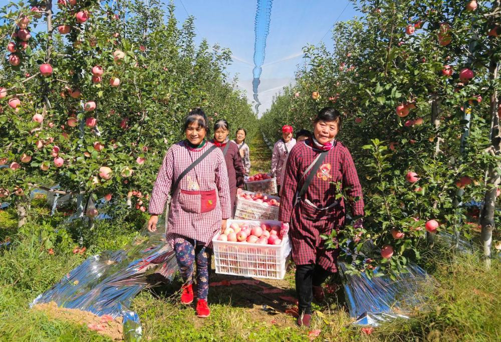 黃土高原上的蘋(píng)果小鎮