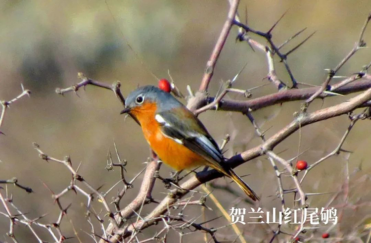 賀蘭山國家森林公園推