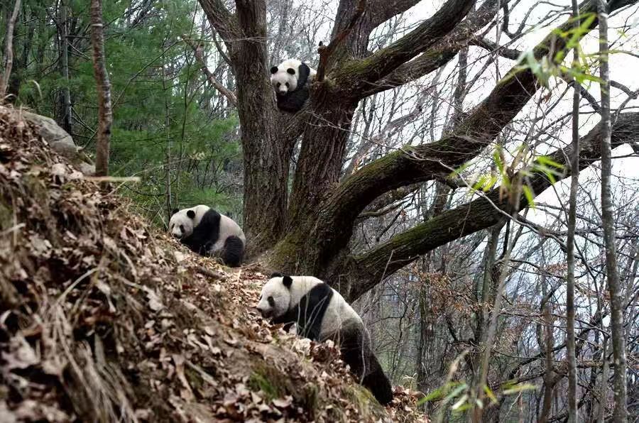 陜西佛坪:秦嶺野生大熊