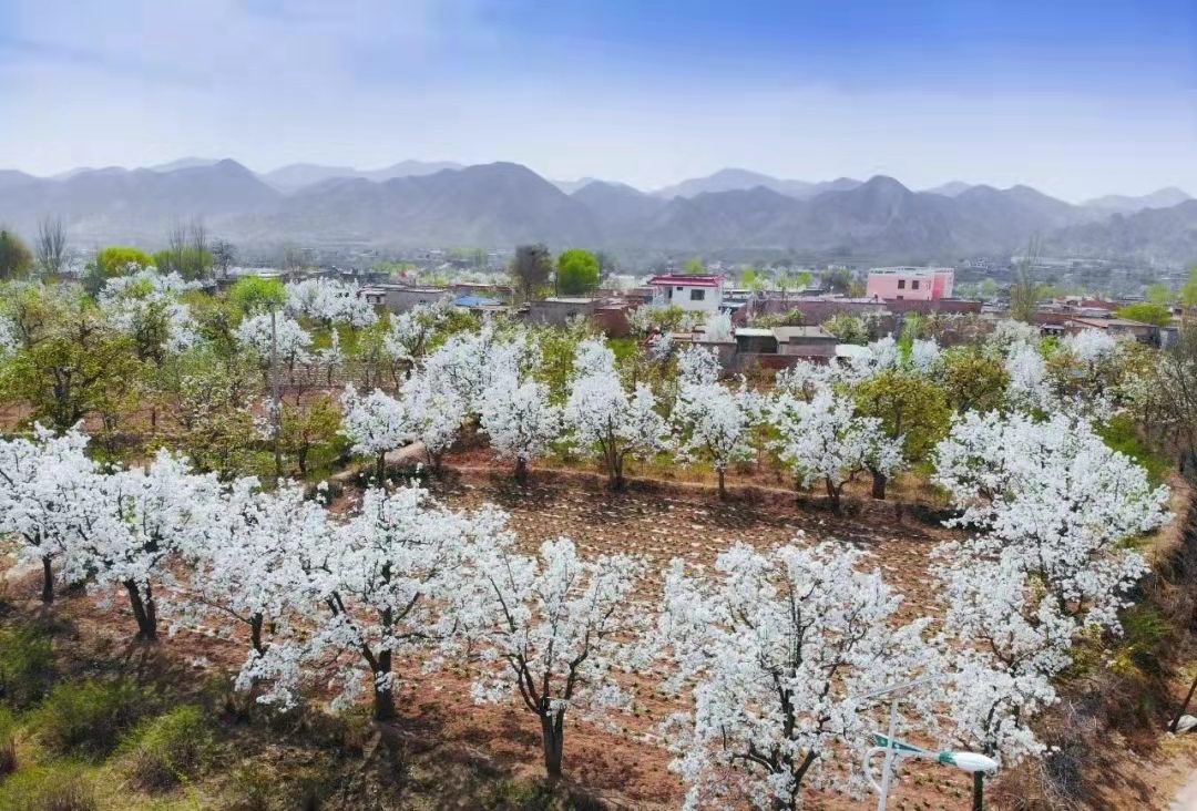 永登縣苦水鎮：以花為