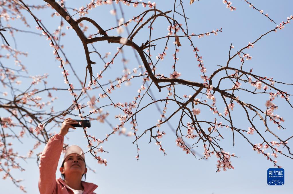 甘肅東鄉：杏花盛開(kāi)滿(mǎn)