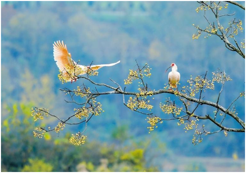 572種！陜西鳥(niǎo)類(lèi)40余年