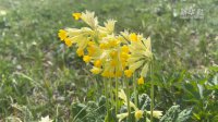 追著(zhù)花兒看新疆｜新疆