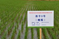 “西子3號”成為通過(guò)國
