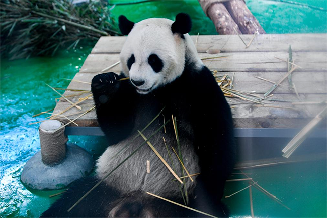 蘭州野生動(dòng)物園熊貓館